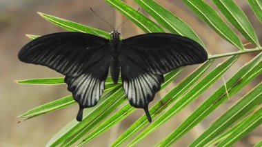 Tropikal Papilio memnon kelebek makro siyah bahçe sergisi sırasında zarif bir şekilde kanat çırpar. Vahşi yaşam, doğa, rahatlama projeleri. Yüksek kalite 4k görüntü