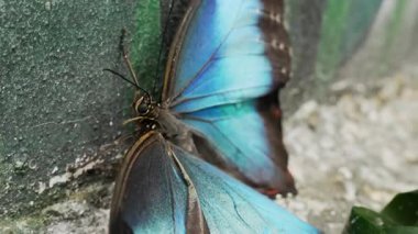 Tropikal Morpho kelebek makro mavisi bahçe sergisi sırasında zarif bir şekilde kanat çırpar. Vahşi yaşam, doğa, rahatlama projeleri. Yüksek kalite 4k görüntü