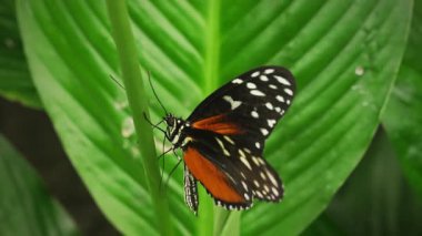 Tropikal Tithorea kelebek makro portakalı bahçe sergisi sırasında zarif bir şekilde kanat çırpar. Vahşi yaşam, doğa, rahatlama projeleri. Yüksek kalite 4k görüntü