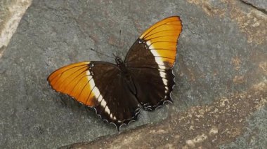 Tropikal Siproeta epaphus kelebek makro portakalı bahçe sergisi sırasında zarif bir şekilde kanat çırpar. Vahşi yaşam, doğa, rahatlama projeleri. Yüksek kalite 4k görüntü