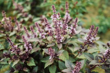 Ev bahçesinde yetişen mor fesleğen bitkisi. Genovese bitkisinden taze yapraklar. Kaliteli ilaçlarda, baharatlarda kullanılabilir. Kutsal Tulsi olarak da bilinir. Yüksek kalite