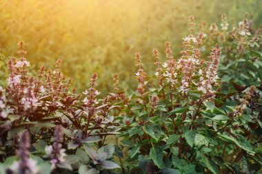 Ev bahçesinde yetişen mor fesleğen bitkisi. Genovese bitkisinden taze yapraklar. Kaliteli ilaçlarda, baharatlarda kullanılabilir. Kutsal Tulsi olarak da bilinir. Yüksek kalite