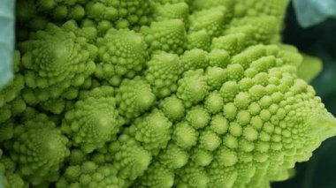 Macro 'daki Yeşil Romanesco Lahana Piramit Detayları. Roma Karnabahar 'ı, süper yiyecek. Sağlık, antioksidan, besin maddeleri. Yüksek kalite 4k görüntü