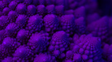 Romanesco Brokoli 'nin Mor Makro' su. Roma karnabahar çiçeği tomurcuğu. Büyüleyici fraktal yapı, canlı mor renk. Sağlıklı organik yiyecekler. Yüksek kalite 4k görüntü