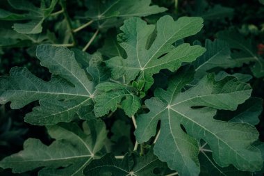 İncir yapraklarının yakından görünüşü - Ficus carica. Güzel büyük bir ağaç, Flora. Yüksek kalite fotoğraf