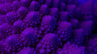 Romanesco Brokoli 'nin Mor Makro' su. Roma karnabahar çiçeği tomurcuğu. Büyüleyici fraktal yapı, canlı mor renk. Sağlıklı organik yiyecekler. Yüksek kalite