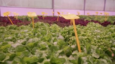 Hidrofonik marul, zararsız serada yetişiyor. Modern tarım teknolojisinin birleşimi, saf doğa. Mineral zengini suyla beslenen sağlıklı yeşil yapraklar. Temiz, gevrek, akıllı çiftçilik.