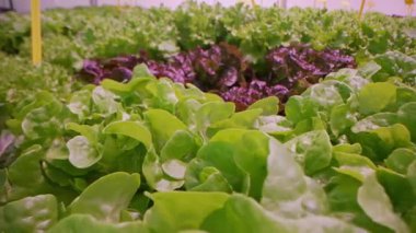 Çevre dostu koşullarda özenle yetiştirilmiş yemyeşil romaine marulu. Tazelik, yapı, doğal gıda üretiminin güzelliği. Sağlıklı beslenme ya da yeşil canlı görüntüler.