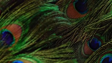 Yumuşak stüdyo ışığı altında tavus kuşu tüyleri. Doğal geometriyi, yanardağlığı, ince dokuyu vurgular. Biyomimikri, doğa tasarımı ve yapısı için mükemmel. Yüksek kalite 4k görüntü