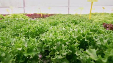 Hidrofonik marul, zararsız serada yetişiyor. Modern tarım teknolojisinin birleşimi, saf doğa. Mineral zengini suyla beslenen sağlıklı yeşil yapraklar. Temiz, gevrek, akıllı çiftçilik.