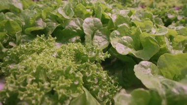 Marul yaprakları hidroponik serada mineral gübreleri kullanarak yetişir. Yeşil hasat. Tarım işi, topraksız teknoloji, vejetaryenler için sağlıklı yiyecekler, vejetaryenler. Yüksek kalite 4k görüntü