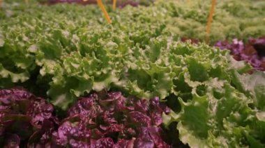 Hidroponik Lollo Bionda marulu, böcek ilacından arınmış serada yetişiyor. Modern tarım teknolojisinin birleşimi, saf doğa. Sağlıklı yeşil ve kırmızı yapraklar mineral zengini suyla besleniyor. Temiz, gevrek, çiftçilik