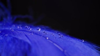 Ultramarine tüyü hafif bir şekilde soluk alıp veriyor. Tropikal papağan kuş tüylerinin yumuşak ve narin dokusu. Moda, sağlık, doğa, görsel tasarım. Yüksek kalite 4k görüntü