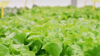 Marul, ıspanak, roka yakın çekim makro yaprakları hidroponik serada mineral gübre kullanarak büyüyor. Tarım işi, topraksız, vejetaryenler için sağlıklı yiyecekler. Yüksek kalite 4k görüntü