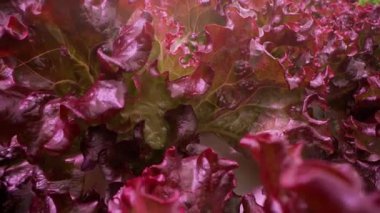 Hidrofonik marul, zararsız serada yetişiyor. Modern tarım teknolojisi ve saf doğanın birleşimi. Mineral zengini suyla beslenen sağlıklı yapraklar. Yüksek kalite 4k görüntü