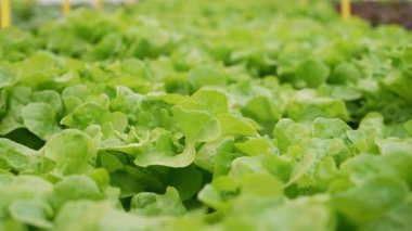 Hidrofonik buzdağı marulu, zararsız serada yetişiyor. Mineral zengini suyla beslenen sağlıklı yeşil yapraklar. Modern laboratuvarda mineral çözeltileri kullanılıyor.