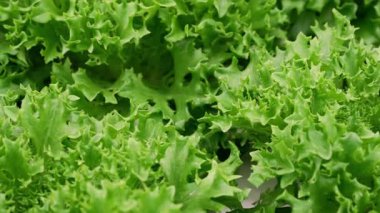 Serada yetişen taze yeşil marul sıralarıyla hidrofonik çiftlik. Tarım, tarım, organik üretim, sürdürülebilir. Yüksek kalite 4k görüntü