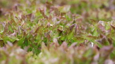 Marul yaprakları hidroponik serada mineral gübreleri kullanarak yetişir. Yeşil hasat. Tarım işi, topraksız teknoloji, vejetaryenler için sağlıklı yiyecekler, vejetaryenler. Yüksek kalite 4k görüntü