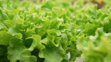 Marul, ıspanak, roka yakın çekim makro yaprakları hidroponik serada mineral gübre kullanarak büyüyor. Tarım işi, topraksız, vejetaryenler için sağlıklı yiyecekler. Yüksek kalite 4k görüntü