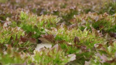 Marul, ıspanak, roka yakın çekim makro yaprakları hidroponik serada mineral gübre kullanarak büyüyor. Tarım işi, topraksız, vejetaryenler için sağlıklı yiyecekler. Yüksek kalite 4k görüntü