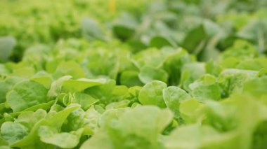 Hidrofonik buzdağı marulu, zararsız serada yetişiyor. Mineral zengini suyla beslenen sağlıklı yeşil yapraklar. Modern laboratuvarda mineral çözeltileri kullanılıyor.