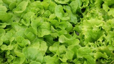 Hidrofonik buzdağı marulu, zararsız serada yetişiyor. Mineral zengini suyla beslenen sağlıklı yeşil yapraklar. Modern laboratuvarda mineral çözeltileri kullanılıyor.