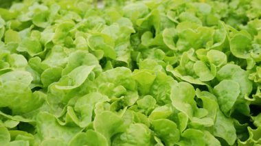 Hidrofonik buzdağı marulu, zararsız serada yetişiyor. Mineral zengini suyla beslenen sağlıklı yeşil yapraklar. Modern laboratuvarda mineral çözeltileri kullanılıyor.