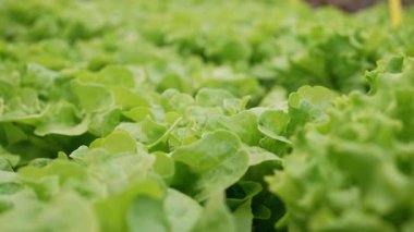 Hidrofonik buzdağı marulu, zararsız serada yetişiyor. Mineral zengini suyla beslenen sağlıklı yeşil yapraklar. Modern laboratuvarda mineral çözeltileri kullanılıyor.