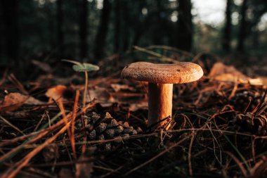 Genç safran süt başlığı - Lactarius deliciosus sonbahar ormanı arka planında çam iğneli, yakın plan manzaralı. Kırmızı çam mantarı konseptini hasat et. Yüksek kalite fotoğraf