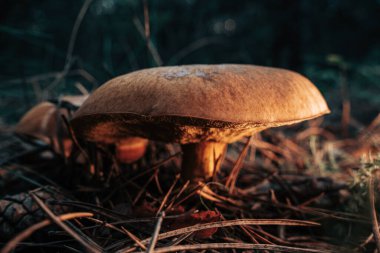 Genç kaypak Jack Mantarı, Suillus Luteus sonbahar ormanı arka planında çam iğneli, yakın çekim manzaralı. Mantar biçme konsepti