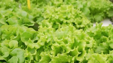 Marul yaprakları hidroponik serada mineral gübreleri kullanarak yetişir. Yeşil hasat. Tarım işi, topraksız teknoloji, vejetaryenler için sağlıklı yiyecekler, vejetaryenler. Yüksek kalite 4k görüntü