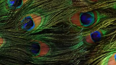 Yumuşak stüdyo ışığı altında tavus kuşu tüyleri. Doğal geometriyi, yanardağlığı, ince dokuyu vurgular. Biyomimikri, doğa tasarımı ve yapısı için mükemmel. Yüksek kalite 4k görüntü