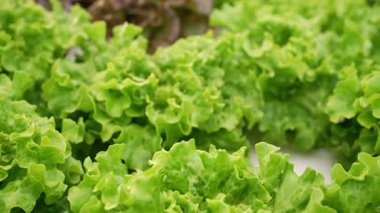 Marul yaprakları hidroponik serada mineral gübreleri kullanarak yetişir. Yeşil hasat. Tarım işi, topraksız teknoloji, vejetaryenler için sağlıklı yiyecekler, vejetaryenler. Yüksek kalite 4k görüntü