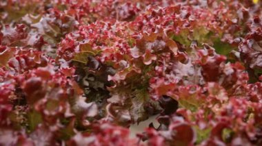 Hidrofonik marul, zararsız serada yetişiyor. Modern tarım teknolojisi ve saf doğanın birleşimi. Mineral zengini suyla beslenen sağlıklı yapraklar. Yüksek kalite 4k görüntü