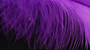 Violet tüyü hafifçe soluk soluğa hareket ediyor. Egzotik kuş tüylerinin yumuşak dokusu. Moda, sağlık, doğa teması, görsel tasarım. Yüksek kalite 4k görüntü