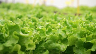 Marul yaprakları hidroponik serada mineral gübreleri kullanarak yetişir. Yeşil hasat. Tarım işi, topraksız teknoloji, vejetaryenler için sağlıklı yiyecekler, vejetaryenler. Yüksek kalite 4k görüntü