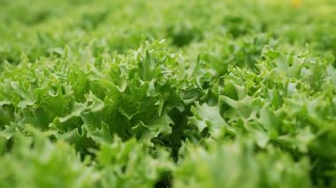 Marul yaprakları hidroponik serada mineral gübreleri kullanarak yetişir. Yeşil hasat. Tarım işi, topraksız teknoloji, vejetaryenler için sağlıklı yiyecekler, vejetaryenler. Yüksek kalite 4k görüntü