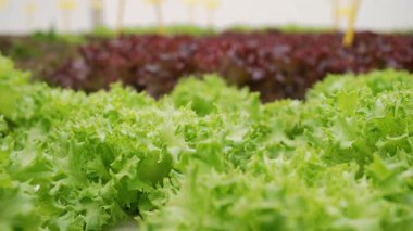 Marul yaprakları hidroponik serada mineral gübreleri kullanarak yetişir. Yeşil hasat. Tarım işi, topraksız teknoloji, vejetaryenler için sağlıklı yiyecekler, vejetaryenler. Yüksek kalite 4k görüntü