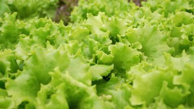 Marul yaprakları hidroponik serada mineral gübreleri kullanarak yetişir. Yeşil hasat. Tarım işi, topraksız teknoloji, vejetaryenler için sağlıklı yiyecekler, vejetaryenler. Yüksek kalite 4k görüntü