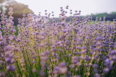 Yazın menekşe tarlasında gerçek lavanta çiçeği açıyor. Lavandula. Çiçek arkaplan. Yüksek kalite fotoğraf