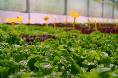 Marul yaprakları hidroponik serada mineral gübreleri kullanarak yetişir. Yeşil hasat. Tarım işi, topraksız teknoloji, vejetaryenler için sağlıklı yiyecekler, vejetaryenler. Yüksek kalite 