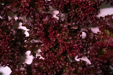 Hidrofonik marul, zararsız serada yetişiyor. Modern tarım teknolojisi ve saf doğanın birleşimi. Mineral zengini suyla beslenen sağlıklı yapraklar. Yüksek kalite 