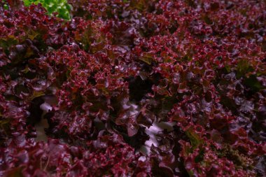 Hidrofonik marul, zararsız serada yetişiyor. Modern tarım teknolojisi ve saf doğanın birleşimi. Mineral zengini suyla beslenen sağlıklı yapraklar. Yüksek kalite 