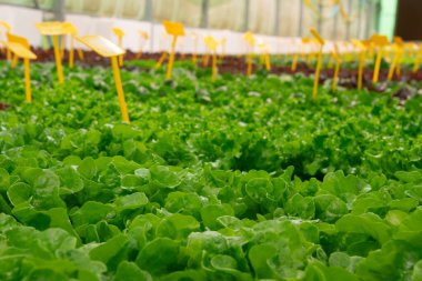 Hidrofonik marul, zararsız serada yetişiyor. Modern tarım teknolojisinin birleşimi, saf doğa. Mineral zengini suyla beslenen sağlıklı yeşil yapraklar. Temiz, gevrek, akıllı çiftçilik.