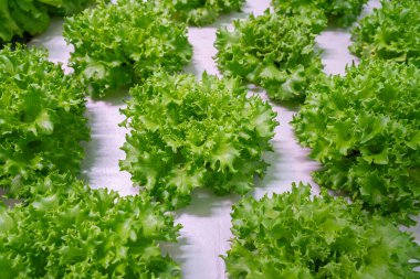 Serada yetişen taze yeşil marul sıralarıyla hidrofonik çiftlik. Tarım, tarım, organik üretim, sürdürülebilir. Yüksek kalite 