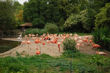 Prag hayvanat bahçesi göletinde güzel pembe flamingolar. Tropik egzotik kuşlar. Yüksek kalite fotoğraf
