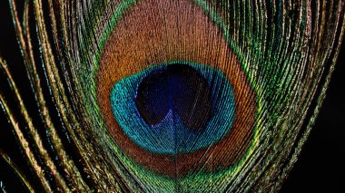 Tropikal tavus kuşu tüyleri. Makro manzara. Güzel hayvanlar. Doğanın renk hassasiyeti. Sanatsal ışık ve doku oyunu. Soyut, fantezi, yaratıcı görsel projeler konsepti. Yüksek kalite