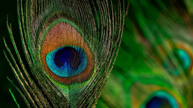 Yakın çekim makro çekim, canlı göz şeklindeki deseni ve tek tavus kuşu tüyünün hassas liflerini yakalar. Doğa geçmişi, egzotik dokular, vahşi yaşam güzelliği, sanatsal görseller.