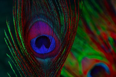 Tavus kuşu tüyünün büyüleyici makrosu canlı ve değişken renklerde. Sanatsal ışık ve doku oyunu. Soyut, fantezi, doğal zarafeti olan yaratıcı görsel projeler için idealdir. Yüksek kalite