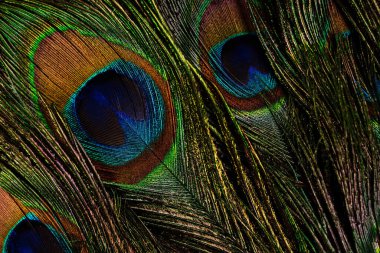 Birkaç canlı tavus kuşu tüyü zarif soyut bir zemin oluşturmak için katmanlanmış. Lüks markalaşma için uygun, doğadan esinlenilmiş görseller, davetiyeler, sağlık, moda tasarım şablonları